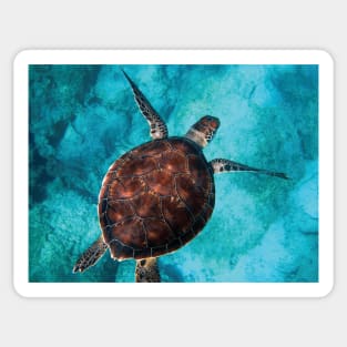 Blue ocean sea turtle - summer sea swimming turtle Sticker